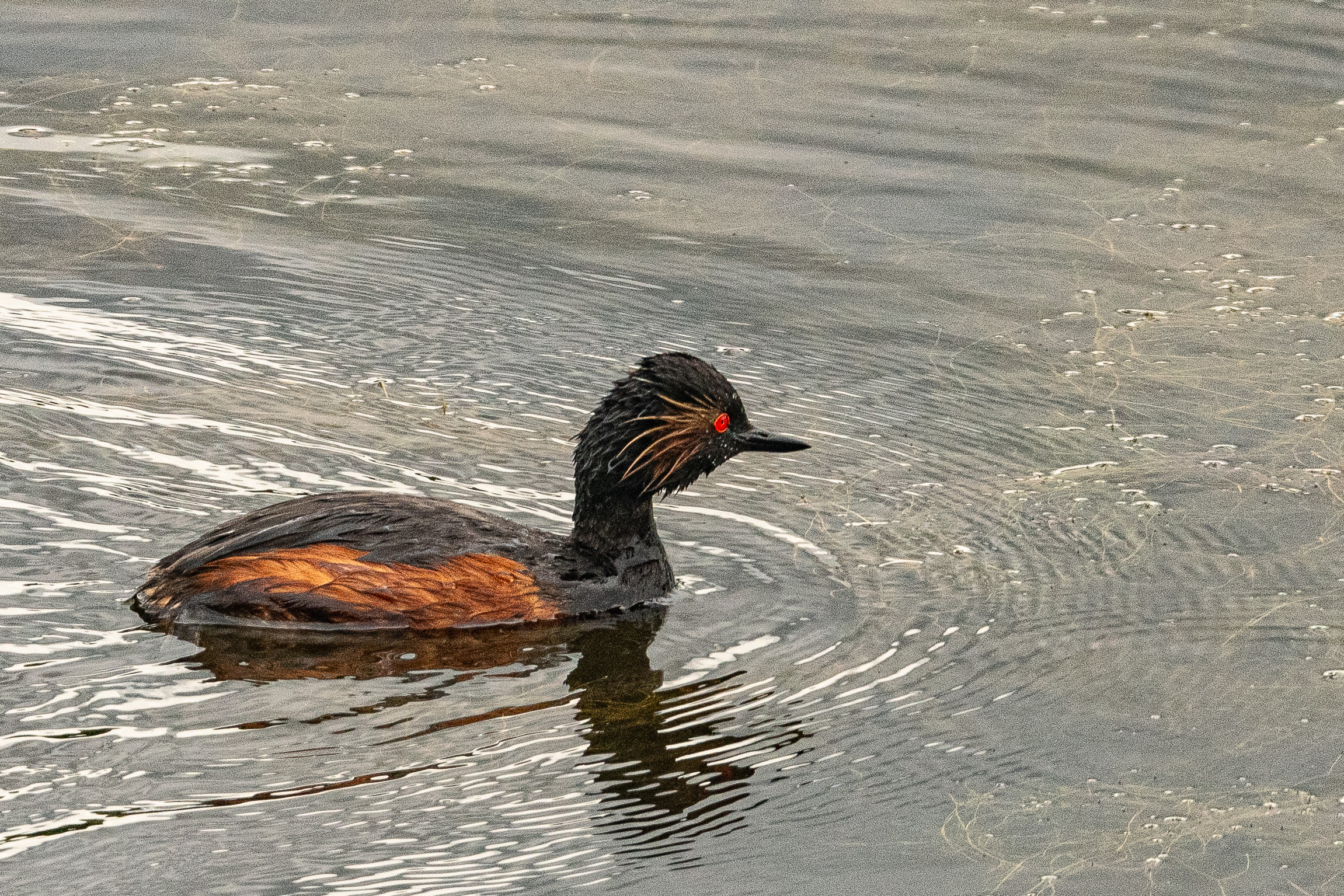 Grèbe à cou noir (Black-necked grebe, Podiceps nigricollis), adulte nuptial de profil, Dépôt 54 de la Réserve Naturelle de Mont-Bernanchon, Hauts de France.